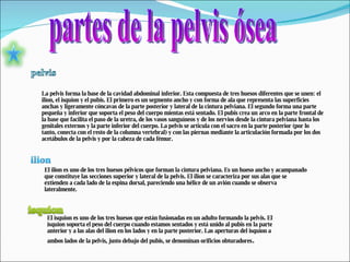 partes de la pelvis ósea La pelvis forma la base de la cavidad abdominal inferior. Esta compuesta de tres huesos diferentes que se unen: el ilion, el isquion y el pubis. El primero es un segmento ancho y con forma de ala que representa las superficies anchas y ligeramente cóncavas de la parte posterior y lateral de la cintura pelviana. El segundo forma una parte pequeña y inferior que soporta el peso del cuerpo mientas está sentado. El pubis crea un arco en la parte frontal de la base que facilita el paso de la uretra, de los vasos sanguíneos y de los nervios desde la cintura pelviana hasta los genitales externos y la parte inferior del cuerpo. La pelvis se articula con el sacro en la parte posterior (por lo tanto, conecta con el resto de la columna vertebral) y con las piernas mediante la articulación formada por los dos acetábulos de la pelvis y por la cabeza de cada fémur. El ilion es uno de los tres huesos pélvicos que forman la cintura pelviana. Es un hueso ancho y acampanado que constituye las secciones superior y lateral de la pelvis. El ilion se caracteriza por sus alas que se extienden a cada lado de la espina dorsal, pareciendo una hélice de un avión cuando se observa lateralmente. El isquion es uno de los tres huesos que están fusionadas en un adulto formando la pelvis. El isquion soporta el peso del cuerpo cuando estamos sentados y está unido al pubis en la parte anterior y a las alas del ilion en los lados y en la parte posterior. Las aperturas del isquion a ambos lados de la pelvis, justo debajo del pubis, se denominan orificios obturadores . 