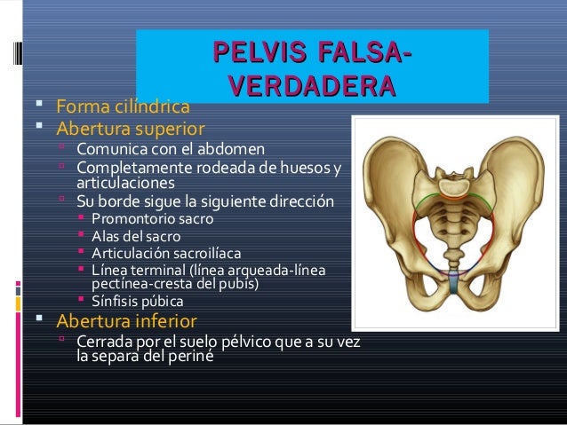 Pelvis Verdadera Y Pelvis Falsa
