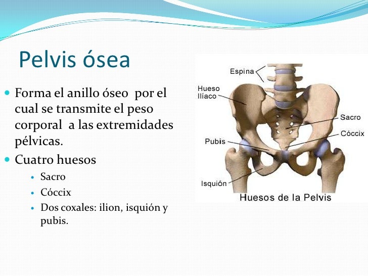 Pelvis Verdadera Y Pelvis Falsa