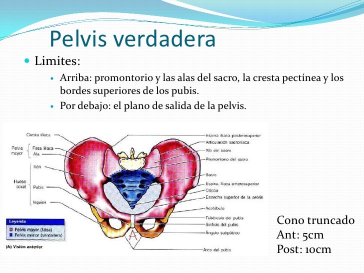 Pelvis Verdadera Y Pelvis Falsa