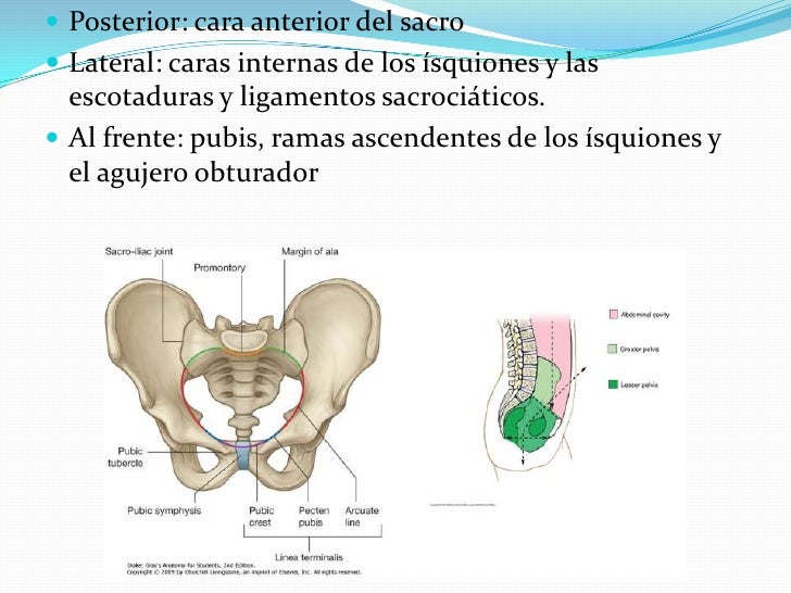 Pelvis Verdadera Y Pelvis Falsa