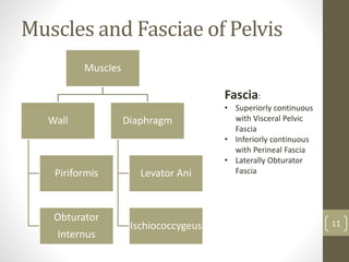 Muscles and Fasciae of Pelvis
Muscles
Wall
Piriformis
Obturator
Internus
Diaphragm
Levator Ani
Ischiococcygeus 11
Fascia:
• Superiorly continuous
with Visceral Pelvic
Fascia
• Inferiorly continuous
with Perineal Fascia
• Laterally Obturator
Fascia
 