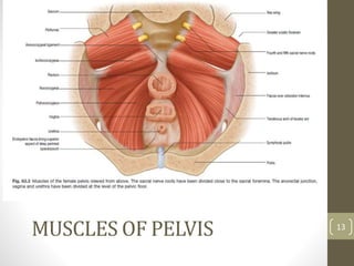 MUSCLES OF PELVIS 13
 