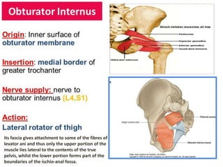 15
Its fascia gives attachment to some of the fibres of
levator ani and thus only the upper portion of the
muscle lies lateral to the contents of the true
pelvis, whilst the lower portion forms part of the
boundaries of the ischio-anal fossa.
 