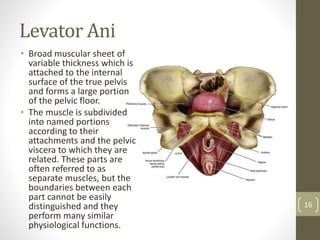 Levator Ani
• Broad muscular sheet of
variable thickness which is
attached to the internal
surface of the true pelvis
and forms a large portion
of the pelvic floor.
• The muscle is subdivided
into named portions
according to their
attachments and the pelvic
viscera to which they are
related. These parts are
often referred to as
separate muscles, but the
boundaries between each
part cannot be easily
distinguished and they
perform many similar
physiological functions.
16
 
