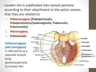 • Levator Ani is subdivided into named portions
according to their attachment to the pelvic viscera
that they are related to
1. Pubococcygeus (Puboperinealis,
Puboprostaticus/pubovaginalis, Puboanalis,
Puborectalis),
2. Iliococcygeus,
3. Puborectalis
18
Ischiococcygeus
(aka Coccygeus)
is referred to as a
separate muscle
lying
posterosupiriorly
to Levator Ani.
 