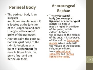 Perineal Body
• The perineal body is an
irregular
and fibromuscular mass. It
is located at the junction
of the urogenital and anal
triangles – the central
point of the perineum.
• Anatomically, the perineal
body lies just deep to the
skin. It functions as a
point of attachment for
muscle fibres from the
pelvic floor and the
perineum itself
Anococcygeal
Raphae
• The anococcygeal
body (anococcygeal
ligament, or anococcygeal
raphe) is a fibrous
median raphe in the floor
of the pelvis, which
extends between
the coccyx and the margin
of the anus. It is composed
of fibers of the levator ani
muscle which unite with
the muscle of the opposite
side, muscle fibres
from external anal
sphincter and fibrous
connective tissue.
19
 
