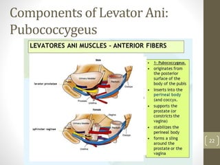 Components of Levator Ani:
Pubococcygeus
22
 