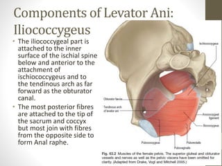 Components of Levator Ani:
Iliococcygeus
• The iliococcygeal part is
attached to the inner
surface of the ischial spine
below and anterior to the
attachment of
ischiococcygeus and to
the tendinous arch as far
forward as the obturator
canal.
• The most posterior fibres
are attached to the tip of
the sacrum and coccyx
but most join with fibres
from the opposite side to
form Anal raphe. 23
 