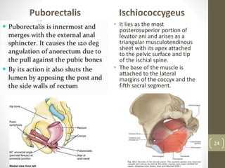 Puborectalis Ischiococcygeus
• It lies as the most
posterosuperior portion of
levator ani and arises as a
triangular musculotendinous
sheet with its apex attached
to the pelvic surface and tip
of the ischial spine.
• The base of the muscle is
attached to the lateral
margins of the coccyx and the
fifth sacral segment.
24
 