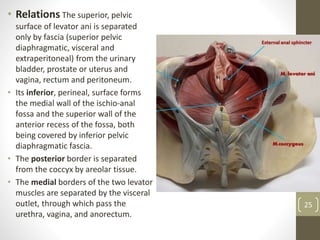 • Relations The superior, pelvic
surface of levator ani is separated
only by fascia (superior pelvic
diaphragmatic, visceral and
extraperitoneal) from the urinary
bladder, prostate or uterus and
vagina, rectum and peritoneum.
• Its inferior, perineal, surface forms
the medial wall of the ischio-anal
fossa and the superior wall of the
anterior recess of the fossa, both
being covered by inferior pelvic
diaphragmatic fascia.
• The posterior border is separated
from the coccyx by areolar tissue.
• The medial borders of the two levator
muscles are separated by the visceral
outlet, through which pass the
urethra, vagina, and anorectum.
25
 