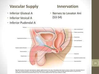 Vascular Supply
• Inferior Gluteal A
• Inferior Vesical A
• Inferior Pudendal A
Innervation
• Nerves to Levator Ani
(S3-S4)
26
 