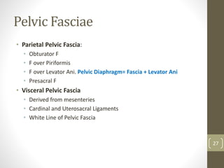Pelvic Fasciae
• Parietal Pelvic Fascia:
• Obturator F
• F over Piriformis
• F over Levator Ani. Pelvic Diaphragm= Fascia + Levator Ani
• Presacral F
• Visceral Pelvic Fascia
• Derived from mesenteries
• Cardinal and Uterosacral Ligaments
• White Line of Pelvic Fascia
27
 