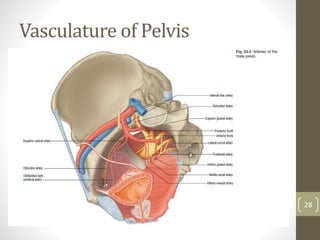 Vasculature of Pelvis
28
 