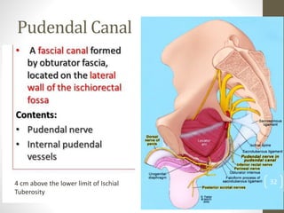 Pudendal Canal
324 cm above the lower limit of Ischial
Tuberosity
 