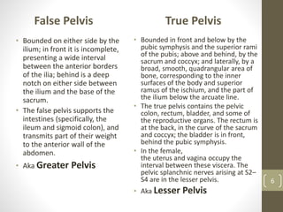 False Pelvis
• Bounded on either side by the
ilium; in front it is incomplete,
presenting a wide interval
between the anterior borders
of the ilia; behind is a deep
notch on either side between
the ilium and the base of the
sacrum.
• The false pelvis supports the
intestines (specifically, the
ileum and sigmoid colon), and
transmits part of their weight
to the anterior wall of the
abdomen.
• Aka Greater Pelvis
True Pelvis
• Bounded in front and below by the
pubic symphysis and the superior rami
of the pubis; above and behind, by the
sacrum and coccyx; and laterally, by a
broad, smooth, quadrangular area of
bone, corresponding to the inner
surfaces of the body and superior
ramus of the ischium, and the part of
the ilium below the arcuate line.
• The true pelvis contains the pelvic
colon, rectum, bladder, and some of
the reproductive organs. The rectum is
at the back, in the curve of the sacrum
and coccyx; the bladder is in front,
behind the pubic symphysis.
• In the female,
the uterus and vagina occupy the
interval between these viscera. The
pelvic splanchnic nerves arising at S2–
S4 are in the lesser pelvis.
• Aka Lesser Pelvis
6
 