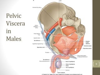 Pelvic
Viscera
in
Males
9
 