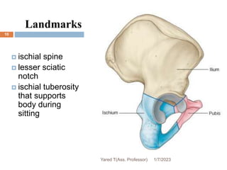 Landmarks
 ischial spine
 lesser sciatic
notch
 ischial tuberosity
that supports
body during
sitting
1/7/2023
Yared T(Ass. Professor)
10
 