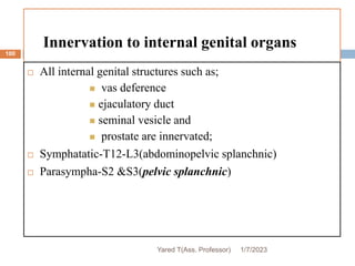 Innervation to internal genital organs
 All internal genital structures such as;
 vas deference
 ejaculatory duct
 seminal vesicle and
 prostate are innervated;
 Symphatatic-T12-L3(abdominopelvic splanchnic)
 Parasympha-S2 &S3(pelvic splanchnic)
1/7/2023
Yared T(Ass. Professor)
100
 