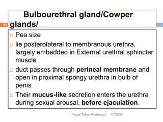Bulbourethral gland/Cowper
glands/
101
 Pea size
 lie posterolateral to membranous urethra,
largely embedded in External urethral sphincter
muscle
 duct passes through perineal membrane and
open in proximal spongy urethra in bulb of
penis
 Their mucus-like secretion enters the urethra
during sexual arousal, before ejaculation.
1/7/2023
Yared T(Ass. Professor)
 