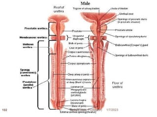 1/7/2023
Yared T(Ass. Professor)
102
 