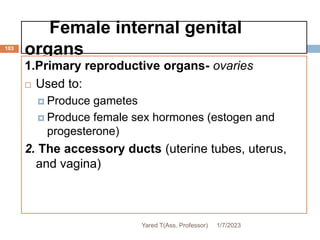 Female internal genital
organs
103
1.Primary reproductive organs- ovaries
 Used to:
 Produce gametes
 Produce female sex hormones (estogen and
progesterone)
2. The accessory ducts (uterine tubes, uterus,
and vagina)
1/7/2023
Yared T(Ass. Professor)
 