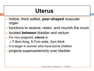 Uterus
105
 hollow, thick walled, pear-shaped muscular
organ
 functions to receive, retain, and nourish the ovum
 located between bladder and rectum
 For non pregnant, uterus is:
 7-8cm long, 5-7cm wide, 3cm thick
 It is larger in woman who have borne children
 projects superoanteriorly over bladder
1/7/2023
Yared T(Ass. Professor)
 