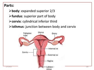 Parts:
body: expanded superior 2/3
fundus: superior part of body
cervix: cylindrical inferior third
isthmus: junction between body and cervix
106
1/7/2023 Yared T(Ass. Professor)
 