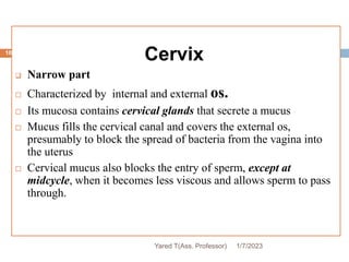 Cervix
 Narrow part
 Characterized by internal and external os.
 Its mucosa contains cervical glands that secrete a mucus
 Mucus fills the cervical canal and covers the external os,
presumably to block the spread of bacteria from the vagina into
the uterus
 Cervical mucus also blocks the entry of sperm, except at
midcycle, when it becomes less viscous and allows sperm to pass
through.
107
1/7/2023
Yared T(Ass. Professor)
 