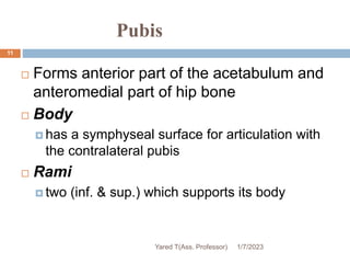 Pubis
11
 Forms anterior part of the acetabulum and
anteromedial part of hip bone
 Body
 has a symphyseal surface for articulation with
the contralateral pubis
 Rami
 two (inf. & sup.) which supports its body
1/7/2023
Yared T(Ass. Professor)
 