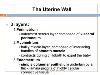 The Uterine Wall
110
 3 layers:
1.Perimetrium
 outermost serous layer composed of visceral
peritoneum
2.Myometrium
 bulky middle layer, composed of interlacing
bundles of smooth muscle
 contracts during childbirth to expel the baby
3.Endometrium
 simple columnar epithelium underlain by a
thick lamina propria of highly cellular
connective tissue
1/7/2023
Yared T(Ass. Professor)
 