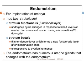 111
Endometrium
 For Implantation of embryo
 has two strata/layer/
 stratum functionalis (functional layer)
 undergoes cyclic changes in response to blood levels of
ovarian hormones and is shed during menstruation (28
day cycle)
 stratum basale
 thinner deeper layer which forms a new functionalis layer
after menstruation ends
 unresponsive to ovarian hormones
 The endometrium has numerous uterine glands that
changes with the endometrium 1/7/2023
Yared T(Ass. Professor)
 