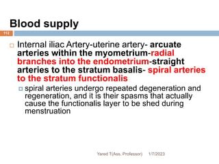 112
Blood supply
 Internal iliac Artery-uterine artery- arcuate
arteries within the myometrium-radial
branches into the endometrium-straight
arteries to the stratum basalis- spiral arteries
to the stratum functionalis
 spiral arteries undergo repeated degeneration and
regeneration, and it is their spasms that actually
cause the functionalis layer to be shed during
menstruation
1/7/2023
Yared T(Ass. Professor)
 