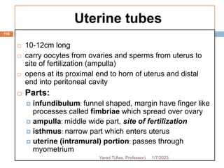 Uterine tubes
116
 10-12cm long
 carry oocytes from ovaries and sperms from uterus to
site of fertilization (ampulla)
 opens at its proximal end to horn of uterus and distal
end into peritoneal cavity
 Parts:
 infundibulum: funnel shaped, margin have finger like
processes called fimbriae which spread over ovary
 ampulla: middle wide part, site of fertilization
 isthmus: narrow part which enters uterus
 uterine (intramural) portion: passes through
myometrium
1/7/2023
Yared T(Ass. Professor)
 