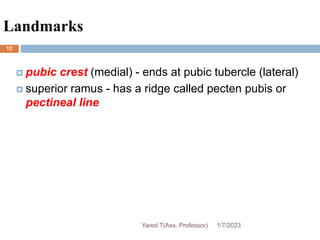 Landmarks
 pubic crest (medial) - ends at pubic tubercle (lateral)
 superior ramus - has a ridge called pecten pubis or
pectineal line
1/7/2023
Yared T(Ass. Professor)
12
 