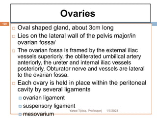 Ovaries
120
 Oval shaped gland, about 3cm long
 Lies on the lateral wall of the pelvis major/in
ovarian fossa/
 The ovarian fossa is framed by the external iliac
vessels superiorly, the obliterated umbilical artery
anteriorly, the ureter and internal iliac vessels
posteriorly. Obturator nerve and vessels are lateral
to the ovarian fossa.
 Each ovary is held in place within the peritoneal
cavity by several ligaments
 ovarian ligament
 suspensory ligament
 mesovarium
1/7/2023
Yared T(Ass. Professor)
 