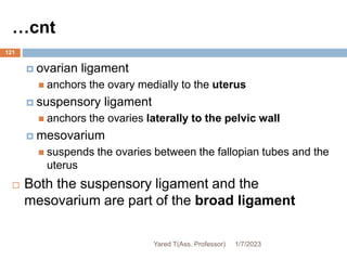 …cnt
 ovarian ligament
 anchors the ovary medially to the uterus
 suspensory ligament
 anchors the ovaries laterally to the pelvic wall
 mesovarium
 suspends the ovaries between the fallopian tubes and the
uterus
 Both the suspensory ligament and the
mesovarium are part of the broad ligament
121
1/7/2023
Yared T(Ass. Professor)
 