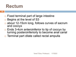 Rectum
125
 Fixed terminal part of large intestine
 Begins at the level of S3
 about 12-15cm long, follows curves of sacrum
and coccyx
 Ends 3-4cm anteroinferior to tip of coccyx by
turning posteroinferiorly to become anal canal
 Terminal part dilate called rectal ampulla
1/7/2023
Yared T(Ass. Professor)
 