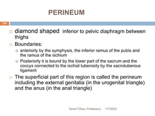 PERINEUM
128
 diamond shaped inferior to pelvic diaphragm between
thighs
 Boundaries:
 anteriorly by the symphysis, the inferior ramus of the pubis and
the ramus of the ischium
 Posteriorly it is bound by the lower part of the sacrum and the
coccyx connected to the ischial tuberosity by the sacrotuberous
ligament
 The superficial part of this region is called the perineum
including the external genitalia (in the urogenital triangle)
and the anus (in the anal triangle)
1/7/2023
Yared T(Ass. Professor)
 