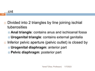 131
…cnt
 Divided into 2 triangles by line joining ischial
tuberosities
 Anal triangle: contains anus and ischioanal fossa
 Urogenital triangle: contains external genitalia
 Inferior pelvic aperture (pelvic outlet) is closed by
 Urogenital diaphragm: anterior part
 Pelvic diaphragm: posterior part
1/7/2023
Yared T(Ass. Professor)
 