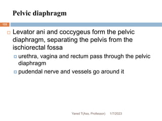 Pelvic diaphragm
133
 Levator ani and coccygeus form the pelvic
diaphragm, separating the pelvis from the
ischiorectal fossa
 urethra, vagina and rectum pass through the pelvic
diaphragm
 pudendal nerve and vessels go around it
1/7/2023
Yared T(Ass. Professor)
 