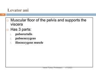 Levator ani
134
 Muscular floor of the pelvis and supports the
viscera
 Has 3 parts:
1. puborectalis
2. pubococcygeus
3. iliococcygeus muscle
1/7/2023
Yared T(Ass. Professor)
 
