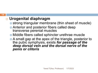 138
 Urogenital diaphragm
 strong triangular membrane (thin sheet of muscle)
 Anterior and posterior fibers called deep
transverse perenial muscles
 Middle fibers called sphincter urethrae muscle
 A small gap at the apex of the triangle, posterior to
the pubic symphysis, exists for passage of the
deep dorsal vein and the dorsal nerve of the
penis or clitoris
1/7/2023
Yared T(Ass. Professor)
 