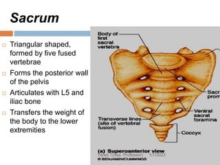 Sacrum
 Triangular shaped,
formed by five fused
vertebrae
 Forms the posterior wall
of the pelvis
 Articulates with L5 and
iliac bone
 Transfers the weight of
the body to the lower
extremities
. 1/7/2023
Yared T(Ass. Professor)
 