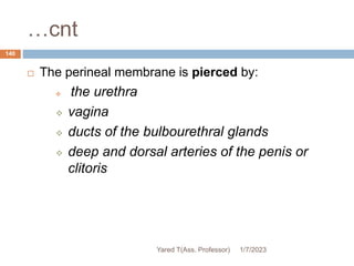 …cnt
 The perineal membrane is pierced by:
 the urethra
 vagina
 ducts of the bulbourethral glands
 deep and dorsal arteries of the penis or
clitoris
1/7/2023
Yared T(Ass. Professor)
140
 