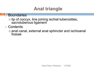 Anal triangle
141
 Boundaries
 tip of coccyx, line joining ischial tuberosities,
sacrotuberous ligament
 Contents
 anal canal, external anal sphincter and ischioanal
fossae
1/7/2023
Yared T(Ass. Professor)
 