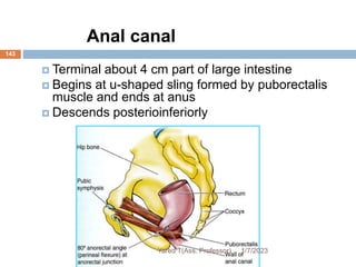 Anal canal
 Terminal about 4 cm part of large intestine
 Begins at u-shaped sling formed by puborectalis
muscle and ends at anus
 Descends posterioinferiorly
1/7/2023
Yared T(Ass. Professor)
143
 