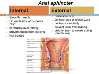 Anal sphincter
 Smooth muscle
 On each side of superior
2/3rd
 contracts involuntarily
 prevent feces from leaking
 Not trained
 Skeletal muscle
 On each side of inferior 2/3rd
 contracts voluntarily
 prevent feces from leaking
 children learn to control during
toilet training
Internal External
1/7/2023
Yared T(Ass. Professor)
146
 
