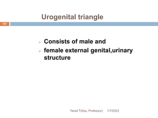Urogenital triangle
147
 Consists of male and
 female external genital,urinary
structure
1/7/2023
Yared T(Ass. Professor)
 