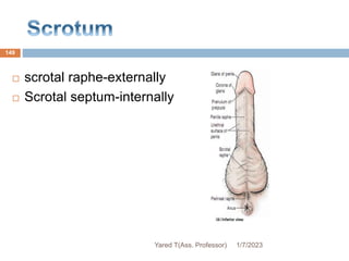  scrotal raphe-externally
 Scrotal septum-internally
1/7/2023
Yared T(Ass. Professor)
149
 